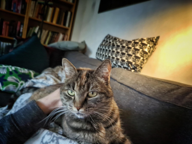 Katt ligger på min mage i soffan.