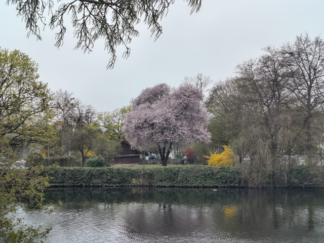 Ein prächtiger, hellrosa blühender Baum bildet den Blickfang in der Bildmitte.
​ Flankiert wird er von einem leuchtend gelben Strauch und einer dunklen Holzhütte vor einer grünen Hecke.
​Im Vordergrund Vordergrund Eine ruhige Wasserfläche, die die sanften Frühlingsfarben und die Uferbepflanzung spiegelt.
​: Der bedeckte, hellgraue Himmel sorgt für ein diffuses Licht, das die Szene friedlich und harmonisch wirken lässt.
