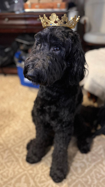 Black curly haired Airedoodle sitting on beige rug looking pretty with an AI crown on her head.