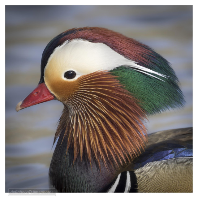 a very colourful duck portrait