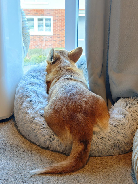 Canis lupus pembrokensis, lying in a fluffy dog bed in front of a first floor window, looking out at the street below. 