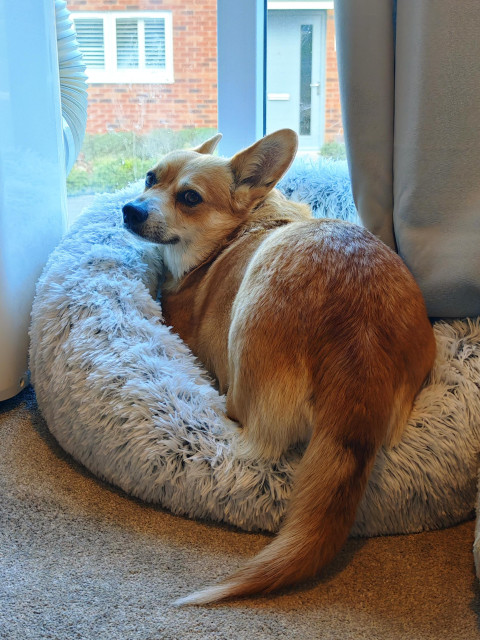Canis lupus pembrokensis, as previously, but looking over her shoulder at the camera. She seems pleased with her furniture. 