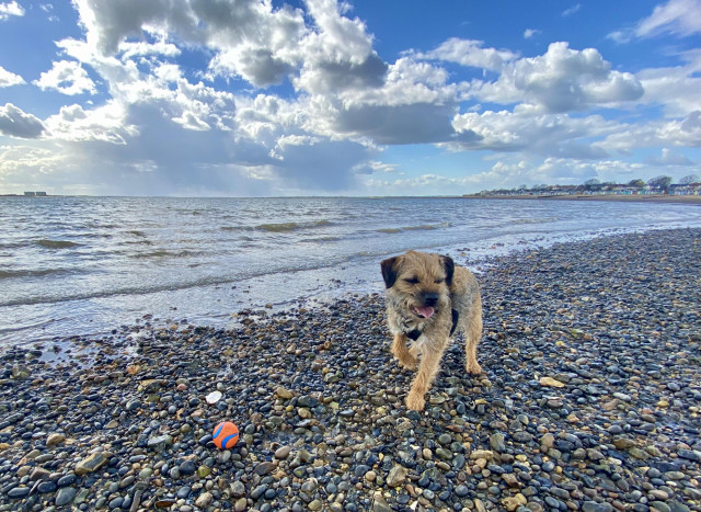Dog on breach with ball.