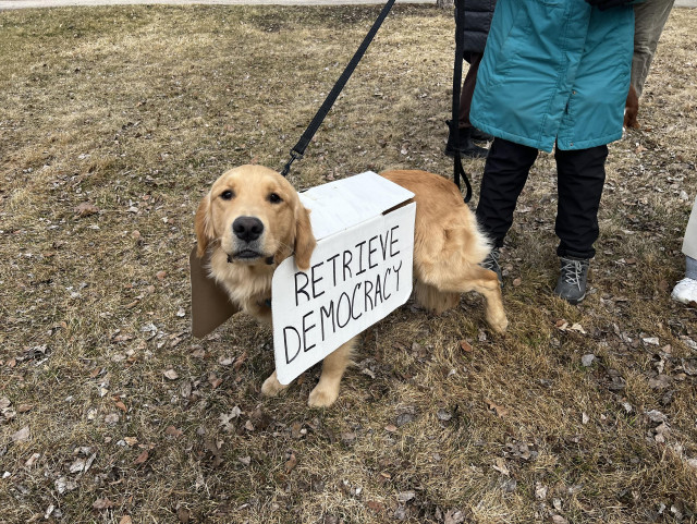 A golden retriever dog with a sign board over its back that reads “RETRIEVE DEMOCRACY”