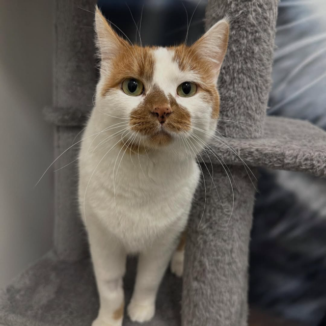 A curious ginger-and-white cat with a unique half-mask face pattern, bright green eyes, and a calm, slightly serious expression, standing on a cat tree.