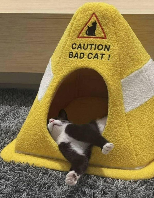 cat bed that looks like a caution cone and says: caution bad cat!

with a tuxedo cat asleep inside, it's front legs sticking out