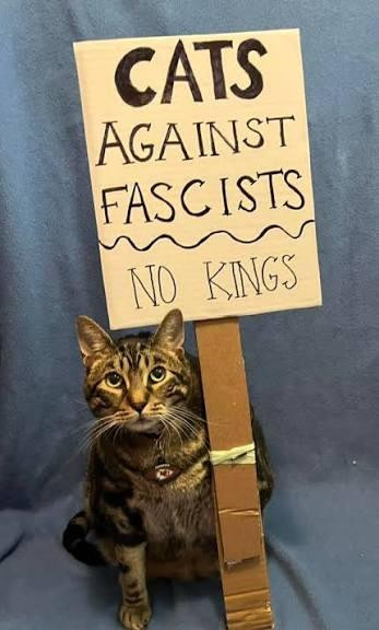 Cat next to hand written sign that says: Cats Against Fascists

No Kings