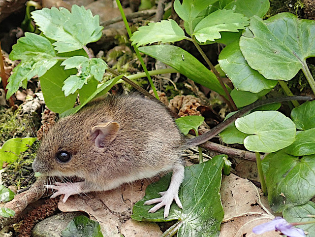 auf zerfallenden herbstblättern, und zwischen und unter blättern grünen unterwuchses sitzt eine kleine maus. farblich entspricht sie ziemlich den genannten herbstblättern, ist also eigentlich ganz gut getarnt. ihre form ist in etwa die eines apfelkerns, aber noch runder. sie hat ein im verhältnis zum körper großes knopfauge und öhrchen, auch das eine hinterpfötchen das sie nicht unter dem körper sondern leicht abgespreizt hält wirkt überproportional groß, eindeutig ist es ein jungtier. all das spricht das kindchenschema an und lässt die maus noch einmal niedlicher erscheinen als sie sowieso schon ist.