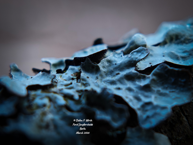 Lichen Parmelia sulcata on a branch nearby lake Flughafenseen in forest Jungfernheide Berlin. The species prefers moisture and cleaner air, but is flexible and can also appear as pioneer lichen under less perfect conditions.
© Stefan F. Wirth, Berlin, March 2026