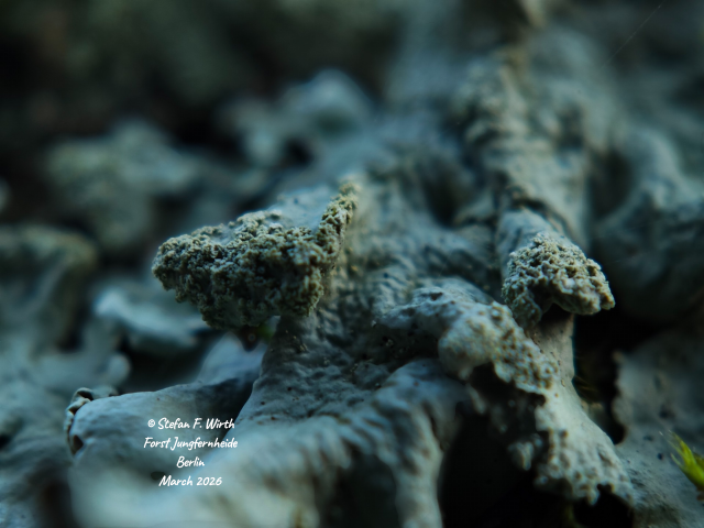 Lichen Hypotrachyna afrorevoluta on a branch nearby lake Flughafenseen in forest Jungfernheide Berlin. The species prefers warmth, clean air and some slight acidity. It is sometimes named as putative sister species of the morphologically rather similar Hypotrachyna revoluta. They differ by their thallus surface texture (rough in H. afrorevoluta) and the thallus lobe endings lesser bulged downward in H. revoluta and stronger bulged downward in H. afrorevoluta. Soridia are more granular in the latter, its rhizinia are black and stiff and not brown, slim and wavy.
H. afrorevoluta was described from specimens in Africa, since the ends of 1990s the species was also discovered in Europe, formerly mistaken with H. revoluta. It is seemingly in debate, whether it is really the same species as in tropical Eastern Africa (Kenya).


© Stefan F. Wirth, Berlin, March 202