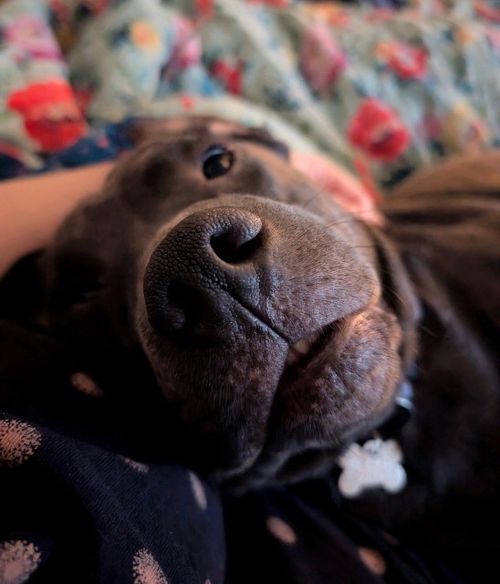 Large grey dog lounges with sweet eyes focus of photo is on big grey nose, a little teeth and lip.