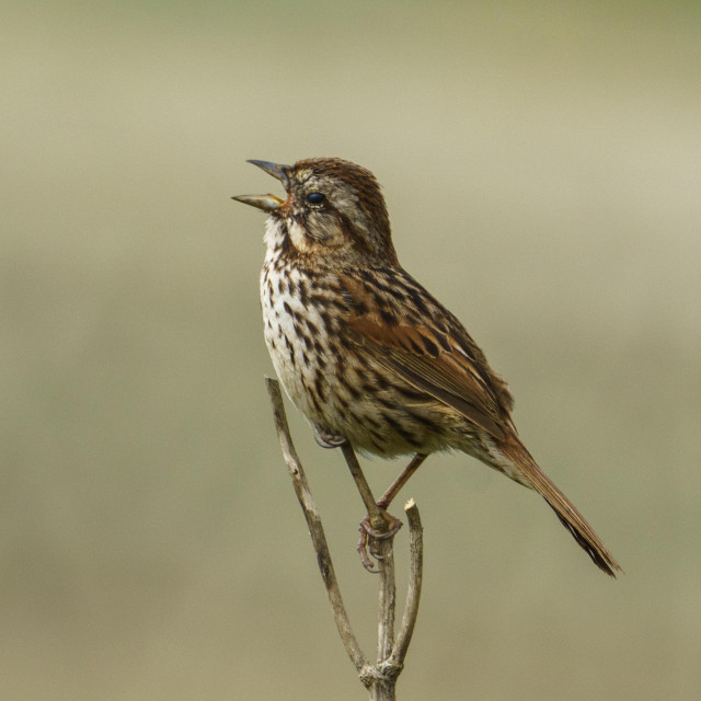 a song sparrow perched on a dead twig, head back, singing its heart out
