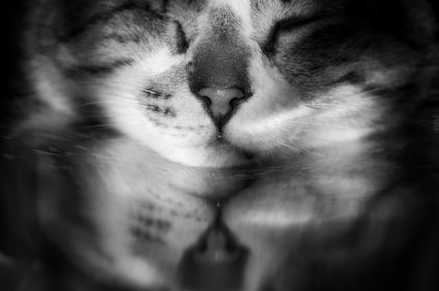 My black and white close-up photo of a sleeping cat's face, reflected in a smooth, slightly distorted dark surface below. The focus is on the cat's nose and whiskers, creating a symmetrical image.