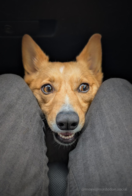 Moxxi the corgi is sitting on the floor on the passenger side of a vehicle. Only her face is visible between two human knees wearing grey pants. She's smiling and looking to the right side of the photo.