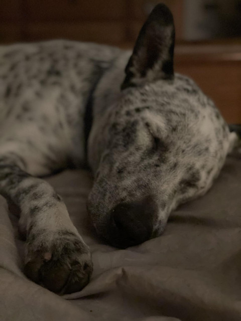 Blue heeler pup sleeping with paw reaching out. Face and ears relaxed. 