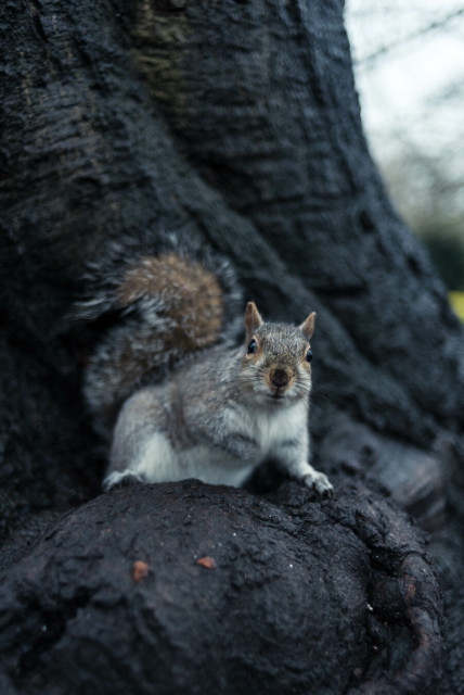 Photo of a grey squirrel, right paw raised, looking into the lens while standing on the bole of a dark tree.