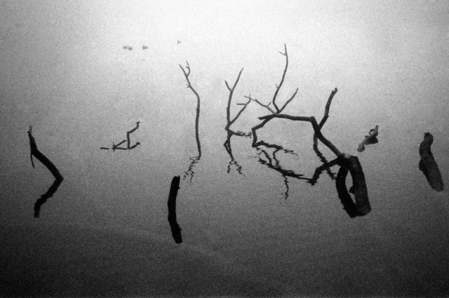 In heavy fog, a fallen tree protrudes from the surface of a tidal pond.