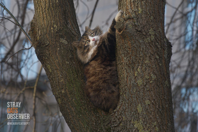 A fluffy cat sits on a tree and looks at us with a crazy look