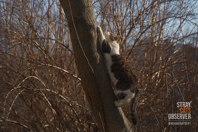 A tabby cat climbs a tree trunk