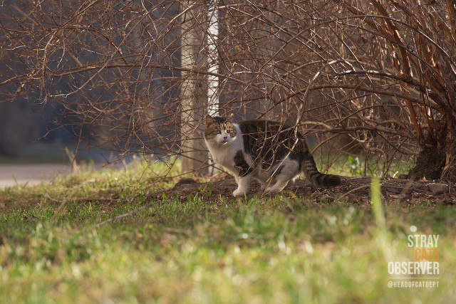 A tabby cat stands in the bushes