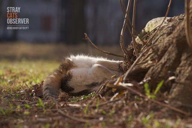 The cat's rear end is visible from behind a tree trunk