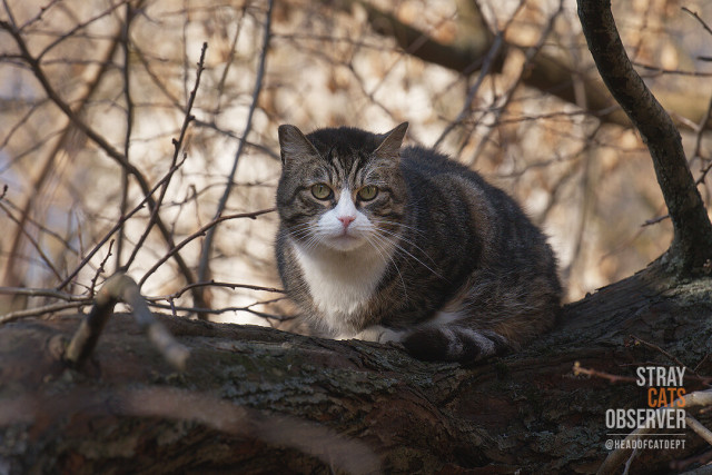 A tabby cat sits on a branch