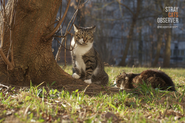 Two cats settled down near a tree