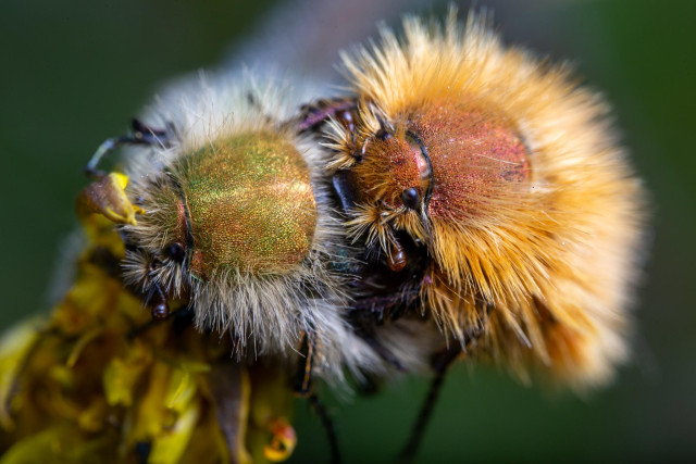 Close up of two mating beetles. The female has a glittery green thorax, the male’s is glittery red. Both are extremely hairy: the female’s hairs are white and much more prominent to the sides, the males are bright orange and more evenly distributed also on the thorax and elytra.