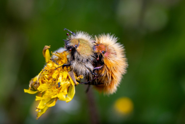 The same two beetles from further away. This is a more artistic composition including the colour contrast of the yellow dandelion they’re perched on against a green background and the orange and white of their hairy fringes.