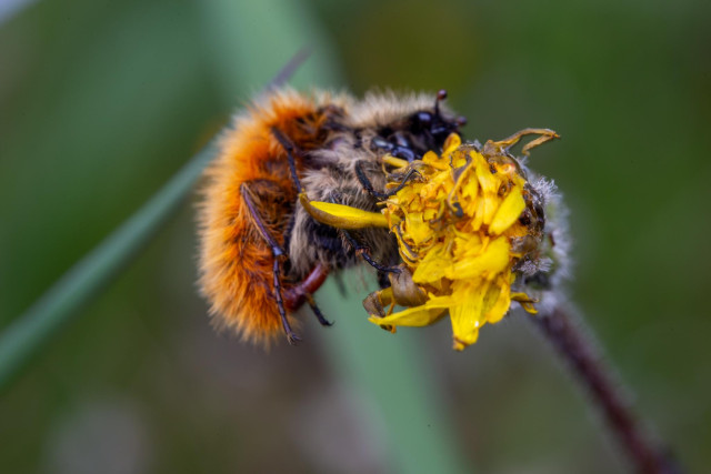 Mating beetles in profile, the male’s penis is clearly visible. These are again Pygopleurus vulpes the bumblebee scarab beetle, they’re so fuzzy you would believe they were bumblebees if it wasn’t for the extremely scarab-shape antennae.