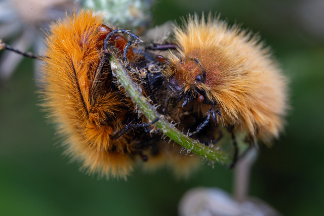 Male bumblebee scarabs (all orange and fuzzy) but one has its penis extended. It’s not visible where it’s going.