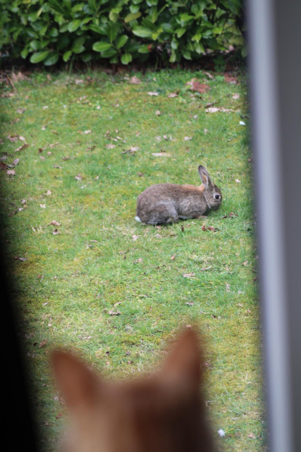 Bunny on the grass and Washy looking out of the window