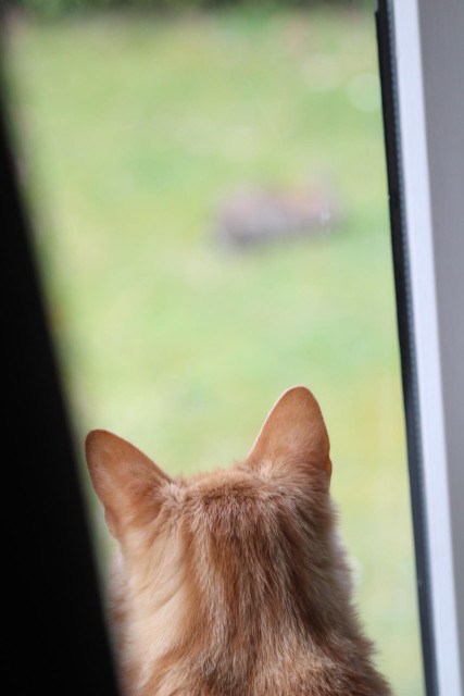 Washy looking out with a blurry bunny in the background