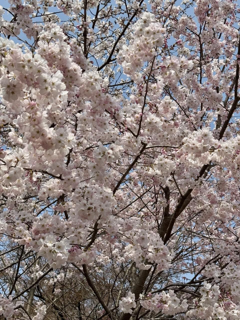 Cherry blossoms 