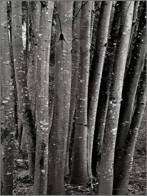 A black and white photo of crowded cottonwood trunks. The photo is of the middle portion of the tree trunks, emphasizing the vertical lines. The trunks  are in several shades of gray, and are full of white to light gray splotches. It is a very abstract looking image.
