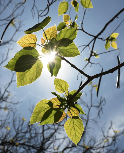 looking up at yellow and green leaves with the sunburst coming through 