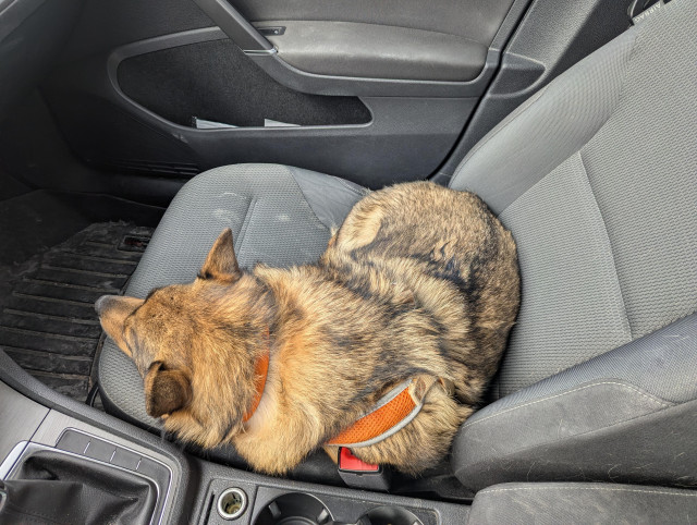 A red sable Swedish Vallhund curled up on the front passenger seat.
Her tush is toward the door.
Her nose is toward the dash. 
Her shoulders are toward the center arm rest