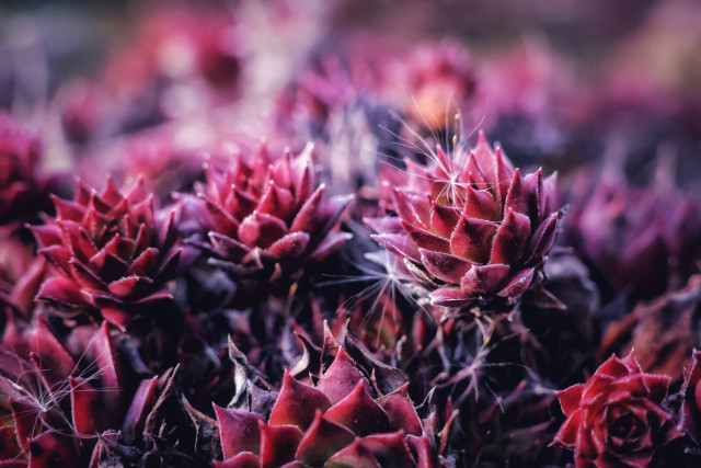 Close-up photograph of a cluster of sempervivum, also known as hens and chicks, bathed in soft, diffused light. The rosettes display deep red and purple hues, with pointed, fleshy leaves arranged in intricate, geometric patterns. In the background, a subtle bokeh effect creates a dreamy, blurred backdrop, while delicate pappus seeds add a touch of ethereal contrast.