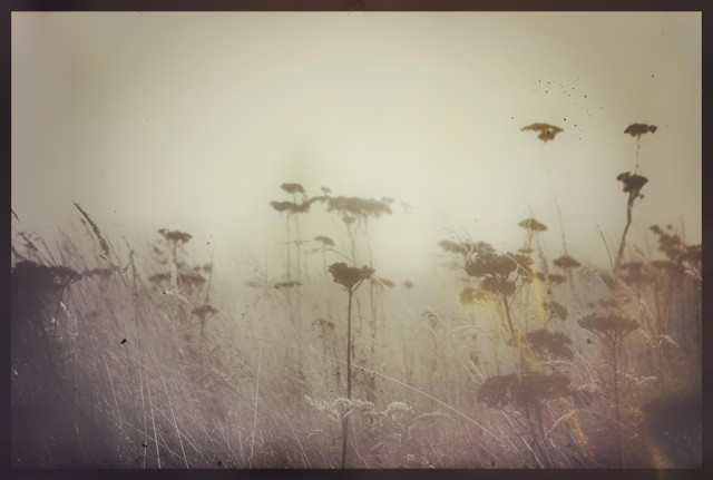 A very faded, sepia-colored close-up shot of tall dried grass and flowering native weedy things in a field where insects hang out.