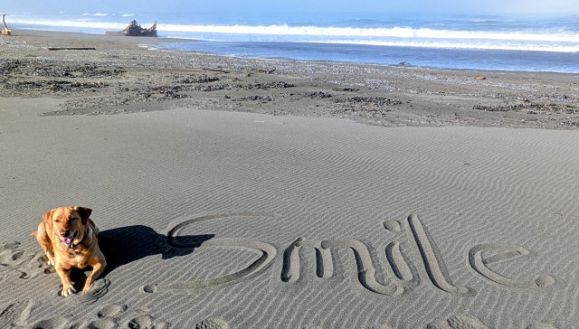 Golden lab is lying on the sand next to the word smile. The Pacific ocean is in the background.