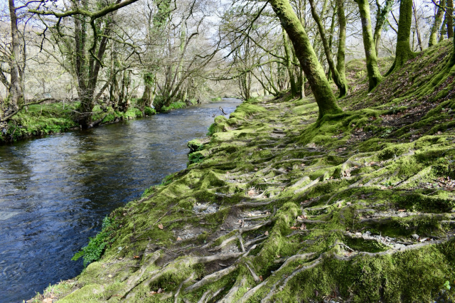 Beech roots in the walkham valley.