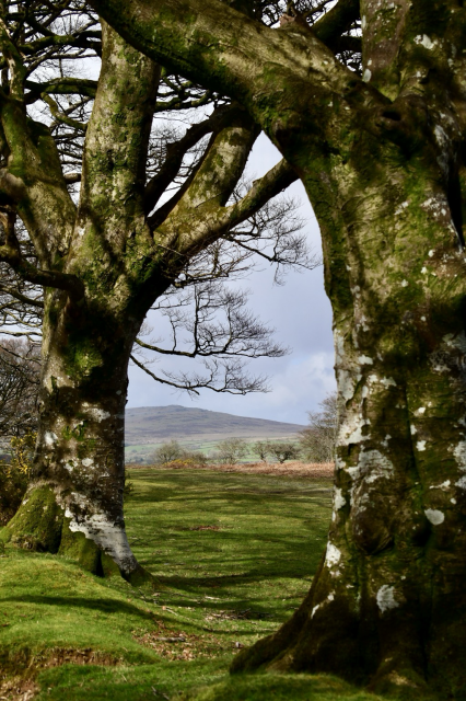 A view of moorland through beech trees.