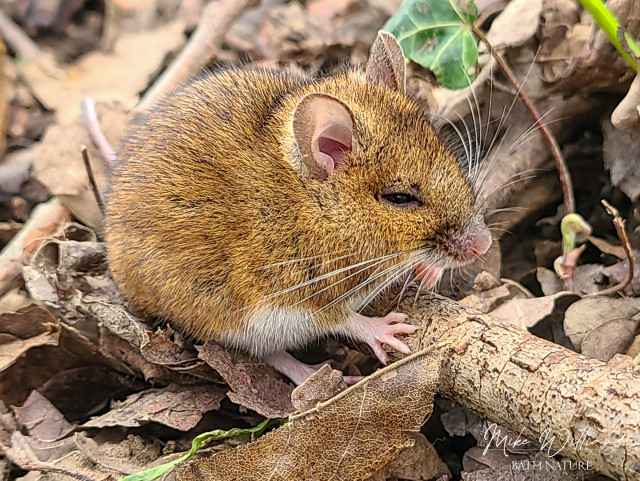 A Wood Mouse on a woodland floor