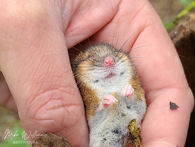 A sleeping Wood Mouse in a hand, on its back