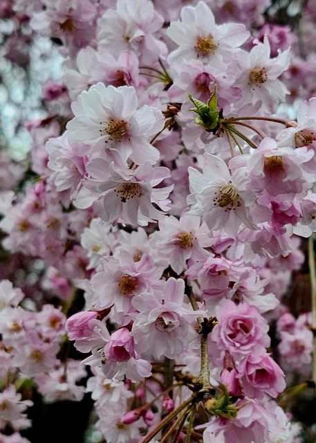 Tiny pink blossoms on a weeping cherry tree. The item blossoms are almost white with petals spread wide and golden centers. The younger blossoms still have their petals curled up like rose buds in deeper shades of dusty rose 