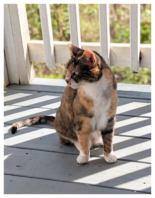 calico cat with green eyes sits on a gray wooden porch with the sun casting shadows. the white porch rail is behind her, and she is looking right.
