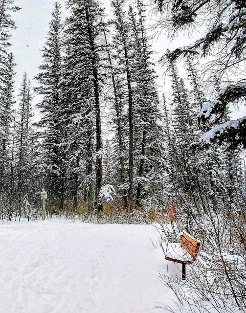 A snow covered brown wooden bench on the side of white snow covered path in the wood in the winter. The Evergreen trees are frosted, hiding their usual green. 
If not for a bit of the brown bench not covered by snow and a few strands of dried grass at the edge of the path, the scene would almost appear to be in black and white. 
