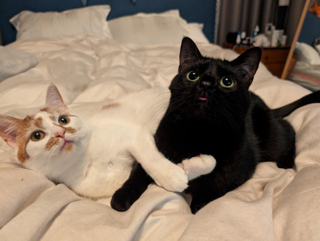 Two cats lying on a bed, one white with orange patches and a cute face, and one black with the smallest cutest blep. Both looking at the camera.