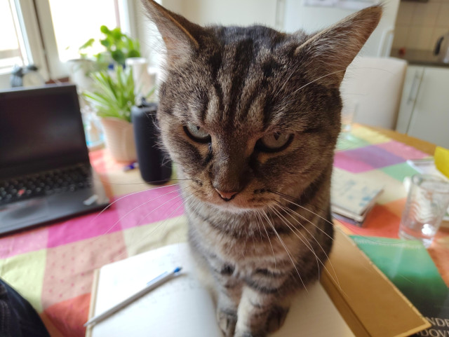 A cat sitting on a notebook