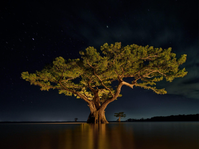 A large, healthy cypress tree in a Louisiana swamp, illuminated against a dark sky